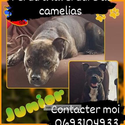 Photo 1/1 Junior Chien perdu à Saint Denis