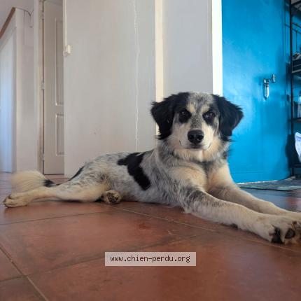 Photo 1/1 Chien retrouvé Perdu à Saint Andre