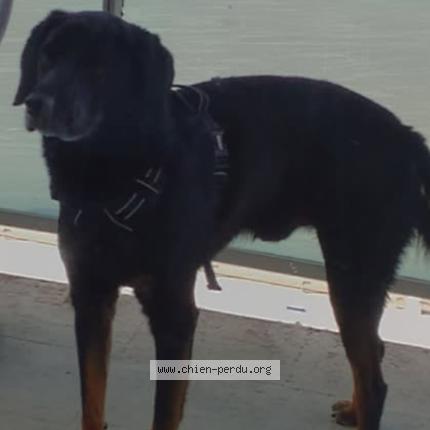 Photo 1/1 Oddy Chien perdu à Thun l eveque