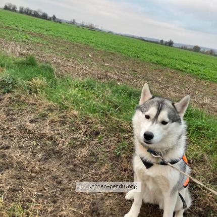 Photo de chien perdu à Sully