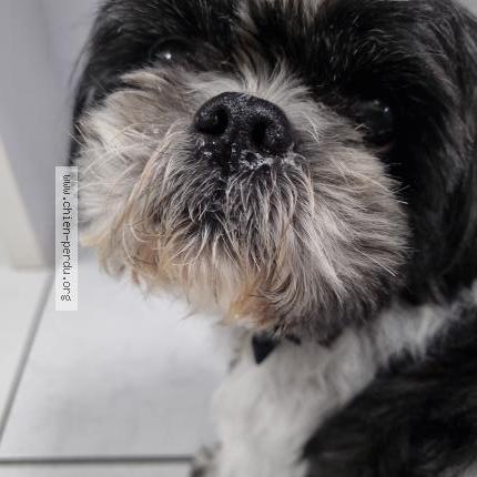 Photo 1/1 Chien retrouvé Trouvé à Domont