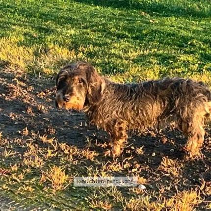 Photo 1/1 Violette Chien perdu à Giroux