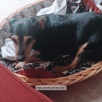 Photo 1/1 Chien retrouvé Perdu à Hellemmes