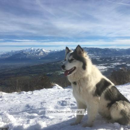 Photo 1/1 Chien retrouvé Perdu à Monnetier mornex