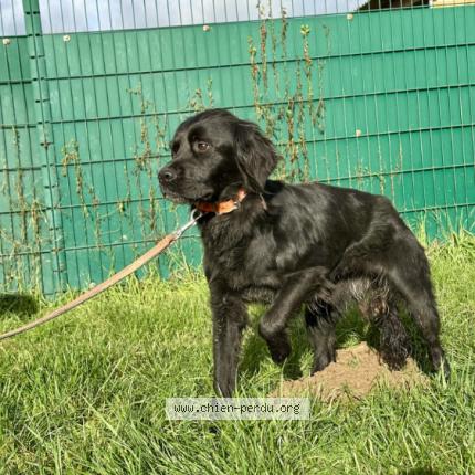 Photo 1/1 Chien retrouvé Perdu à Montreuil Juigne