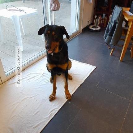 Photo 1/1 Chien retrouvé Perdu à Jazeneuil