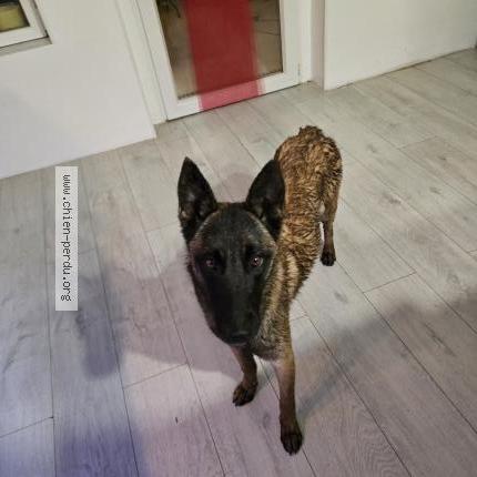 Photo 1/1 Chien retrouvé Perdu à Laumesfeld