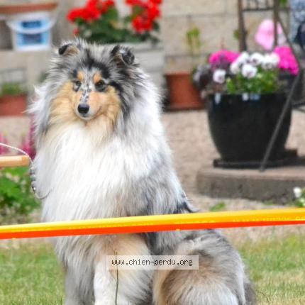 Photo 1/1 Chien retrouvé Perdu à St solve