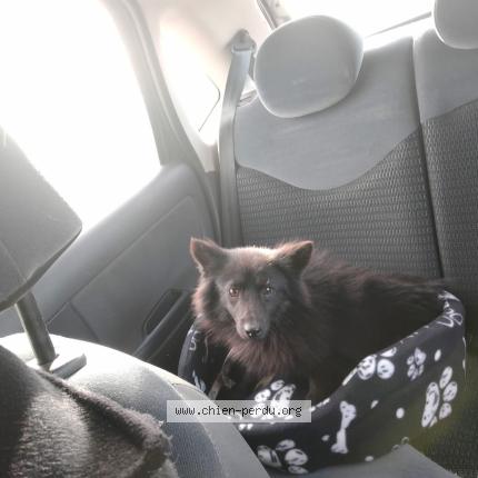 Photo 1/1 Dior Chien perdu à Neauphle le chateau