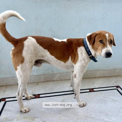 Photo 1/1 Rony Chien perdu à Hyderabad