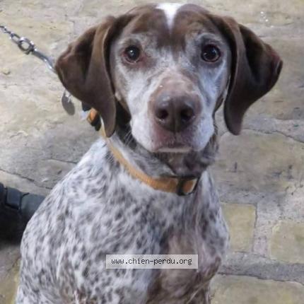 Photo 1/1 Etoile Chien perdu à Savignac les eglises