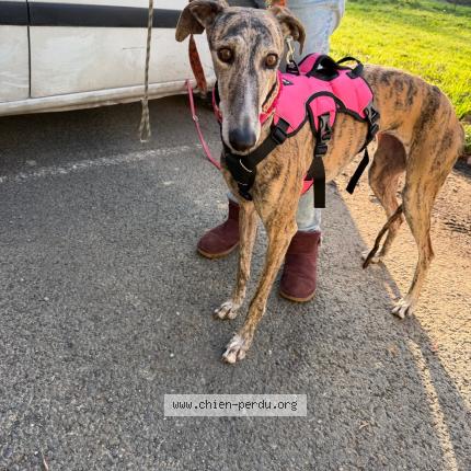 Photo de chien perdu à La Rochelle