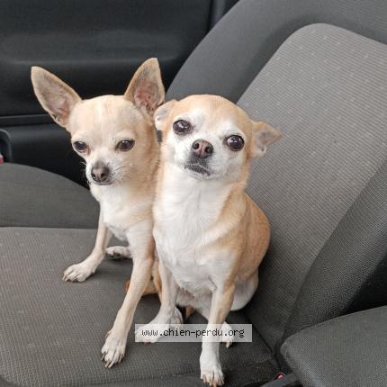 Photo 1/1 KAYA Chien perdu à Bricquebec en cotentin