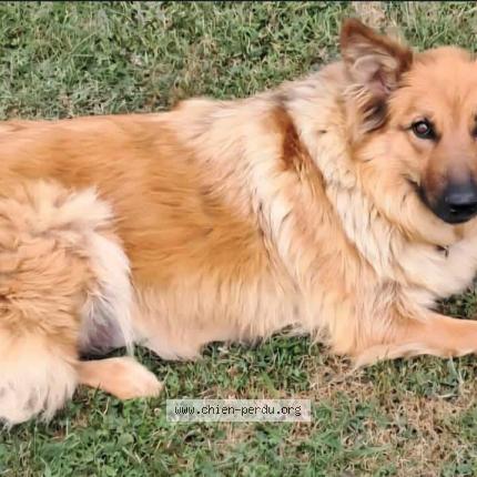 Photo 1/1 Urka Chien perdu à Evires