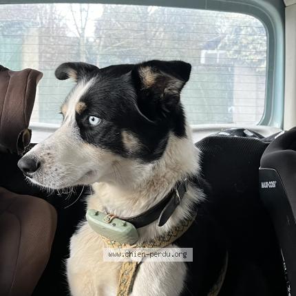 Photo 1/1 San Chien perdu à Maurs