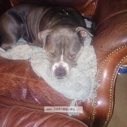 Photo de chien trouvé à Springfield