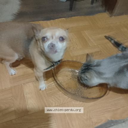 Photo 1/1 OLAF Chien perdu à La feuillee