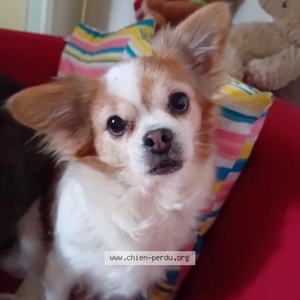 Photo de chien perdu à Colombes