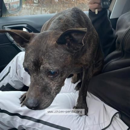 Photo de chien trouvé à Louvroil