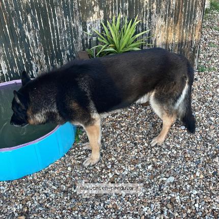 Photo 1/1 Chien retrouvé Trouvé à Fontaines en sologne