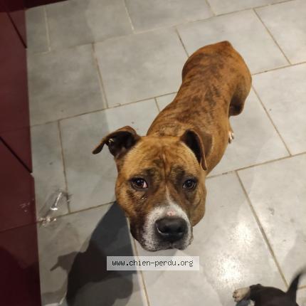 Photo 1/1 Chien trouvé Trouvé à Noyen