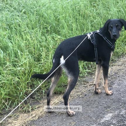 Photo 1/1 Chien retrouvé Perdu à Arpenans