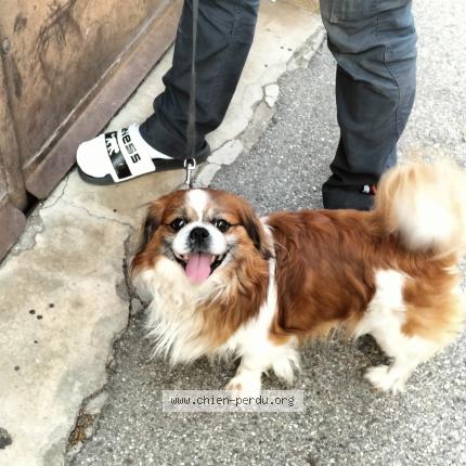 Photo 1/1 Chien retrouvé Perdu à Pont eveque
