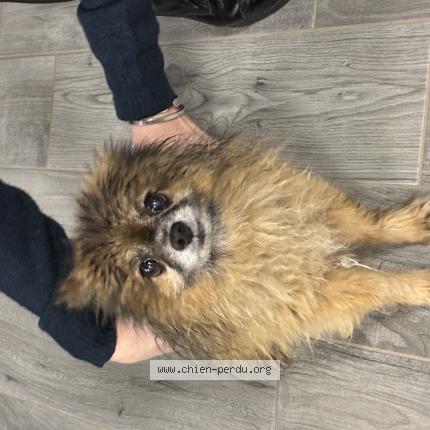 Photo 1/1 Chien retrouvé Trouvé à Senonches