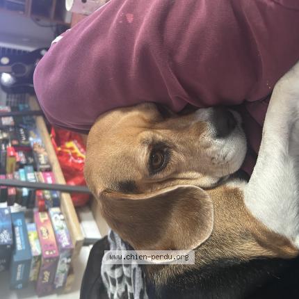 Photo 1/1 Chien retrouvé Perdu à Massy