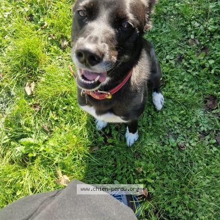 Photo 1/1 Chien retrouvé Perdu à Ligueil