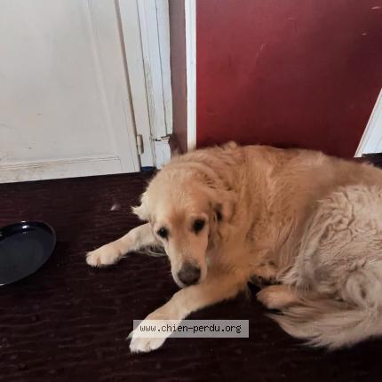 Photo 1/1 CAIPI Chien perdu à Vanves