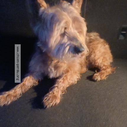 Photo 1/1 Chien trouvé Trouvé à Irgornay