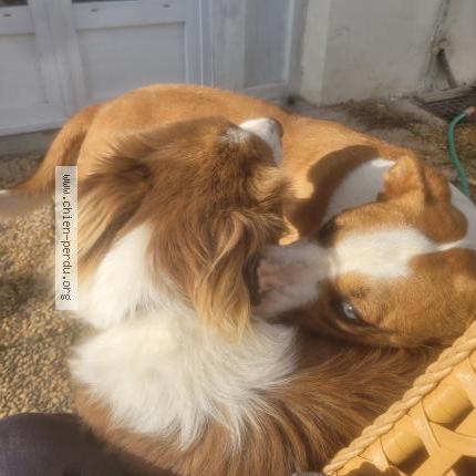 Photo 1/1 Neo Chien perdu à Benesse les dax