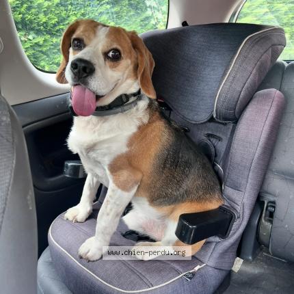 Photo de chien perdu à Astis