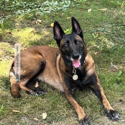 Photo 1/1 Shiny Chien perdu à Port launay