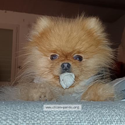 Photo 1/2 Chien trouvé Trouvé à Sainte soulle