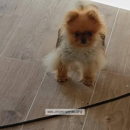 Photo 2/2 Chien trouvé Trouvé à Sainte soulle