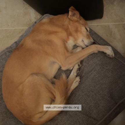 Photo 1/1 Whisky Chien perdu à Saint nazaire