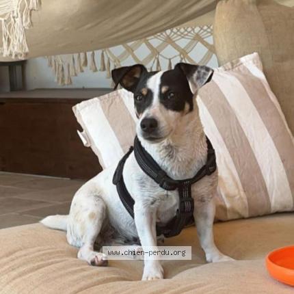 Photo 1/1 Chien retrouvé Perdu à Ecoyeux