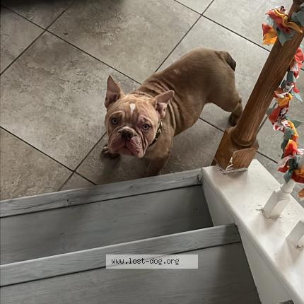 Photo 1/1 Shystie Chien perdu à Houston