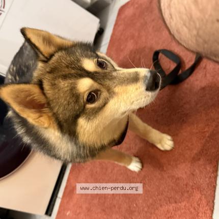 Photo 1/1 Chien retrouvé Perdu à Saumur