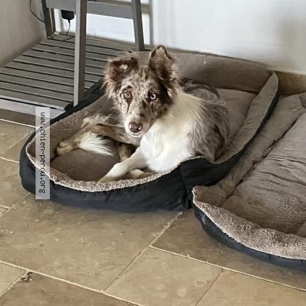 Photo 1/1 Red Chien perdu à Beaumont de pertuis