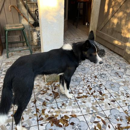 Photo 1/1 Loulou Chien perdu à Redessan