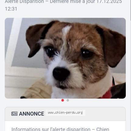 Photo 1/1 Chien retrouvé Perdu à Veyras