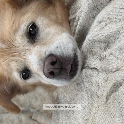 Photo de chien trouvé à Bagnols Sur Ceze