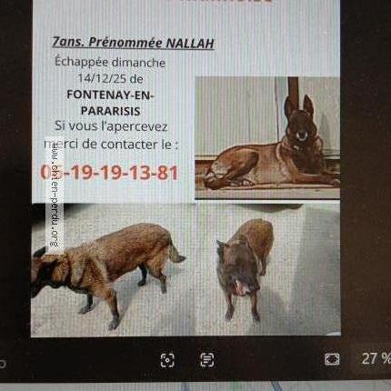 Photo 1/1 Nallah Chien perdu à Fontenay en parisis goussainvil