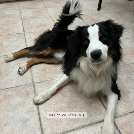 Photo 1/1 Chien retrouvé Perdu à Marseille