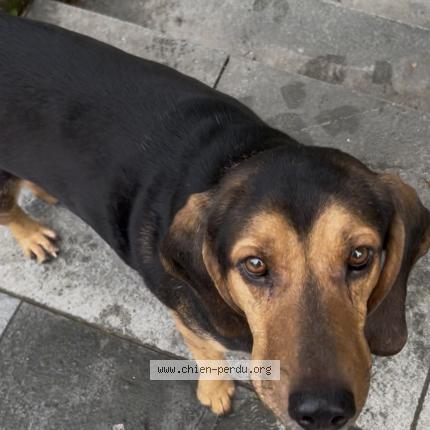 Photo de chien trouvé à Montpellier