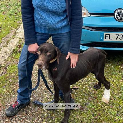 Photo 1/1 Chien trouvé Trouvé à Eynesse