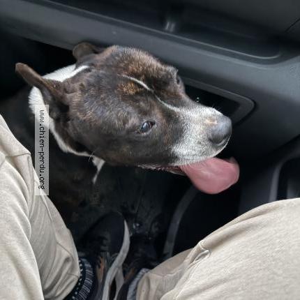 Photo de chien trouvé à Vernou La Celle